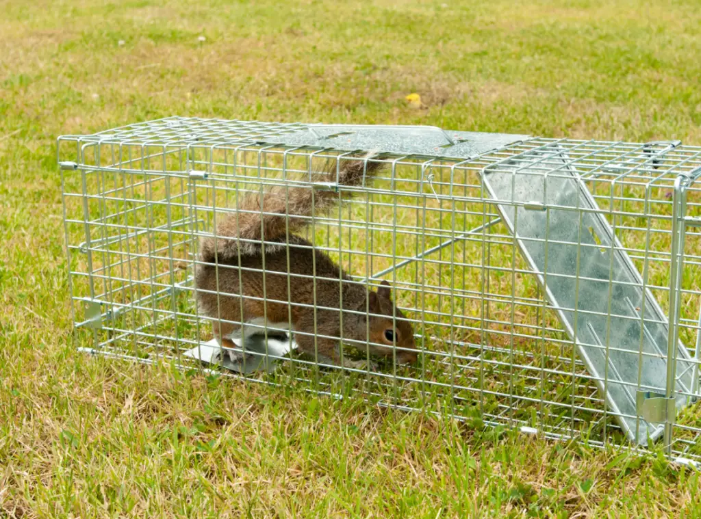Rodent trapped in a cage during commercial pest control service