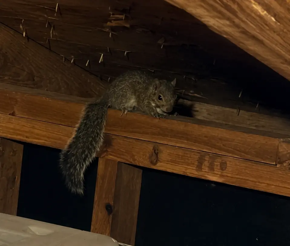 Squirrel inside an attic needing professional wildlife removal