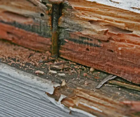 Termite damage in wood showing tunnels and structural pest activity