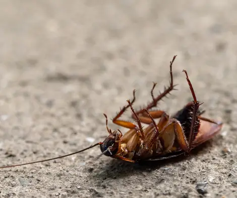 Dead cockroach on tile floor after home pest control treatment