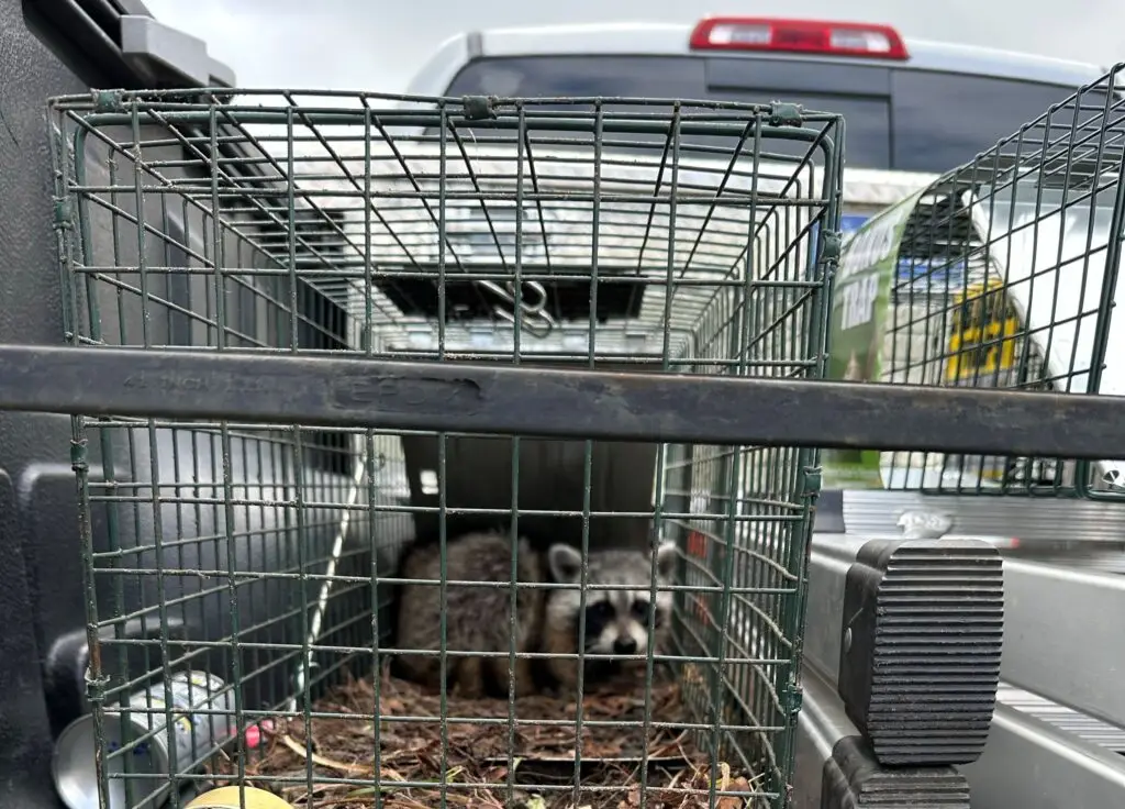 Raccoon in a cage during wildlife removal service in The Villages FL